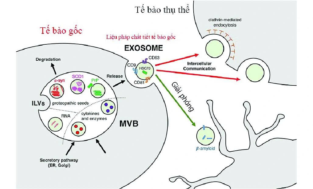 Exosome - Giải pháp tiềm năng giúp trẻ hóa làn da